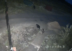 На городском кладбище Советского замечены медведи (ВИДЕО) На городском кладбище Советского замечены медведи (ВИДЕО)