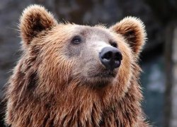 Внимание! В северной промзоне г.п. Советский в районе водозаборных сооружений замечен медведь Внимание! В северной промзоне г.п. Советский в районе водозаборных сооружений замечен медведь